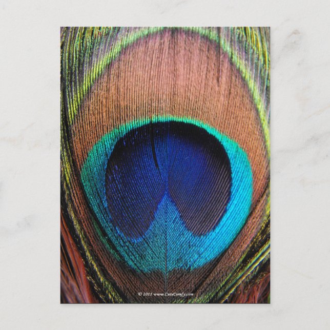 Das Auge des Pfauenfeders Nah-up Postkarte (Vorderseite)