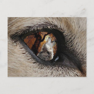 Das Auge des Wolfs Postkarte
