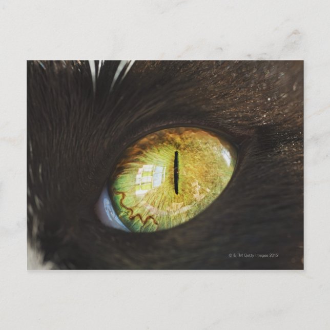 Das Auge einer Katze Postkarte (Vorderseite)