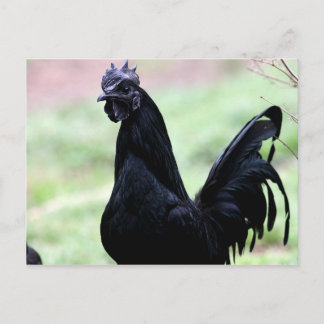 Das Ayam Cemani-Rooster heißt Vlad Postkarte