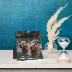 das Baden von Capybaras im Fluss, Fotoplatte