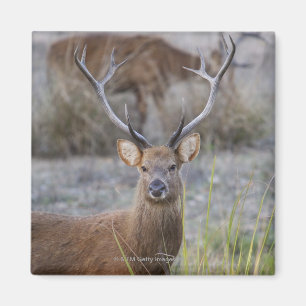 Das Barasingha oder das Barasinga (Rucervus Magnet