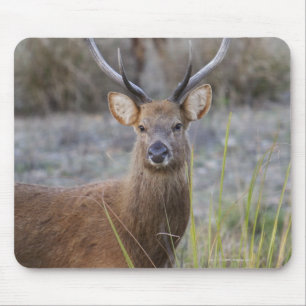 Das Barasingha oder das Barasinga (Rucervus Mousepad