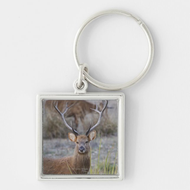 Das Barasingha oder das Barasinga (Rucervus Schlüsselanhänger (Vorne)