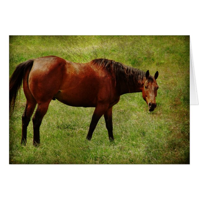 Das Bay Horse (Vorderseite (Horizontal))