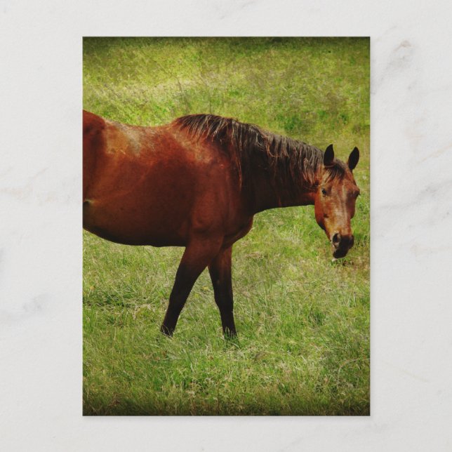 Das Bay Horse Postkarte (Vorderseite)