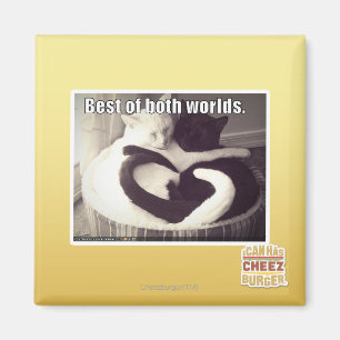 Das Beste aus beiden Welten. Magnet