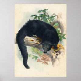 Das Binturong von Joseph Wolf Poster