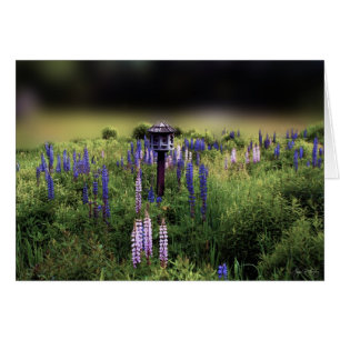 Das Birdhouse und die Lupinen