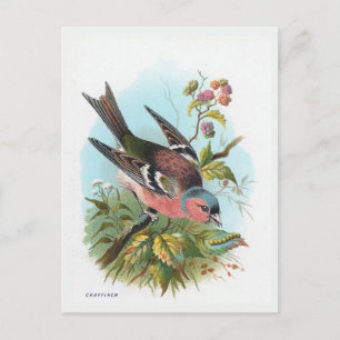 Das Chaffinch Postkarte