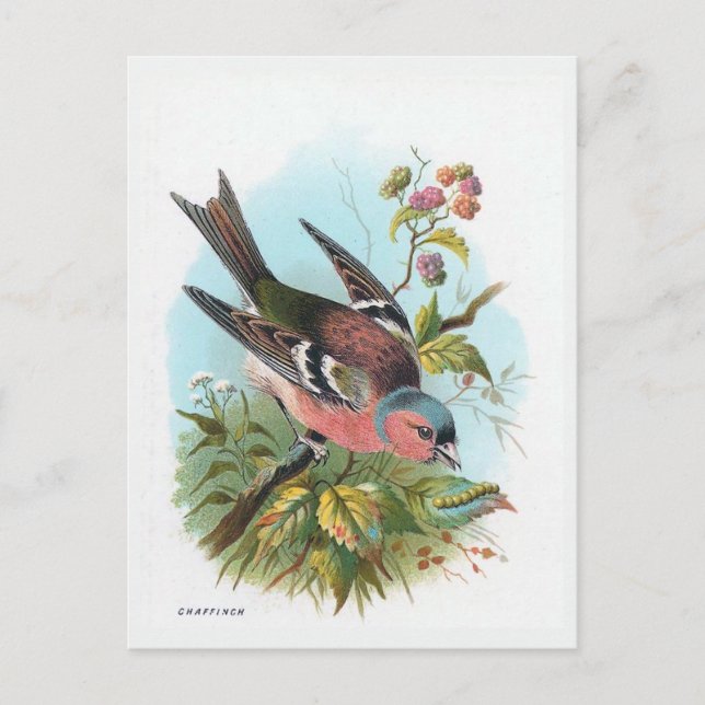 Das Chaffinch Postkarte (Vorderseite)