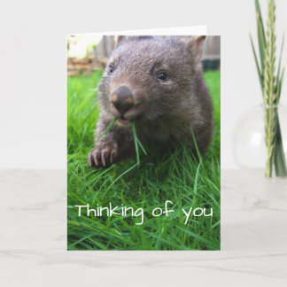 Das Denken an Sie kardieren! Niedliches wombat, Karte