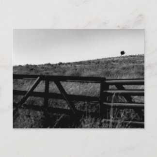 Das Drama eines einsamen Baumes Postkarte