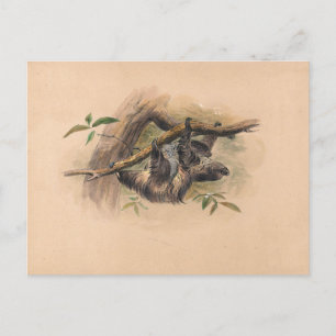 Das Dreizehenfaultier von Joseph Wolf Postkarte
