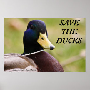 Das Ducks Poster gerettet