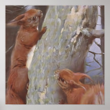 DAS EICHHÖRNCHEN (Sciurus vulgaris)