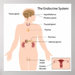 Das endokrine System Poster