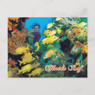 Das Florida-Riff in den Florida-Keys Postkarte