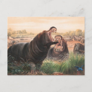Das Flusspferd von Joseph Wolf Postkarte