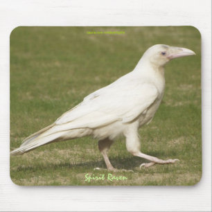 Das Foto der seltenen Wildtiere des Weißen Ravens Mousepad