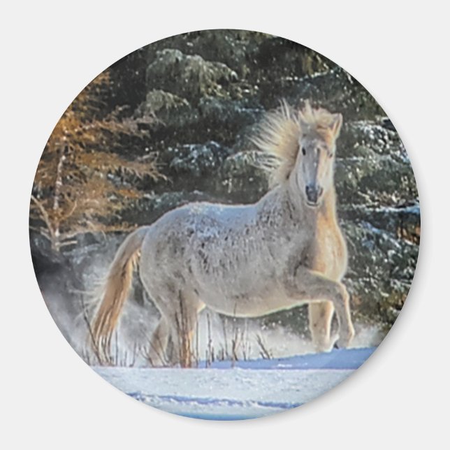 Das Foto ist ein herrliches Weiß-Pferd im Winter. Magnet (Vorne)