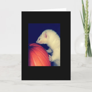 Das Frettchen und der Kürbis Karte