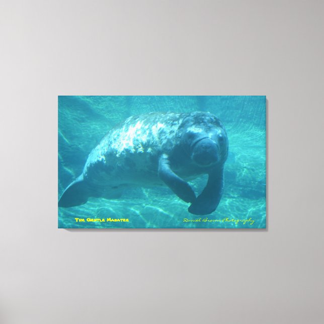 Das Gentle Manatee Leinwanddruck (Vorderseite)