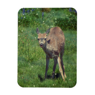 Das Gesicht Magnet
