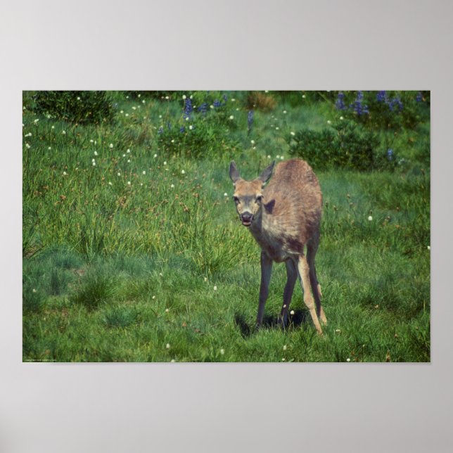 Das Gesicht Poster (Vorne)