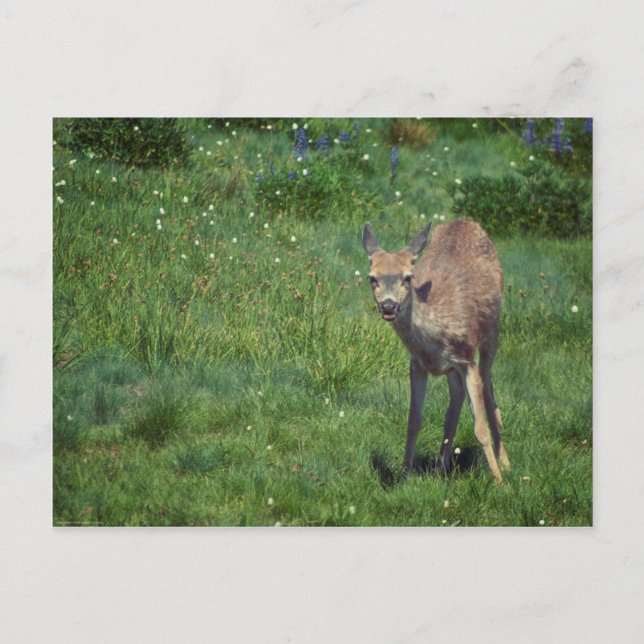 Das Gesicht Postkarte (Vorderseite)