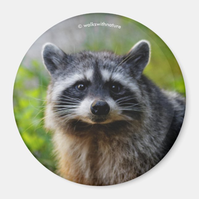 Das Gesicht zum Gesicht mit dem Raccoon Magnet (Vorne)