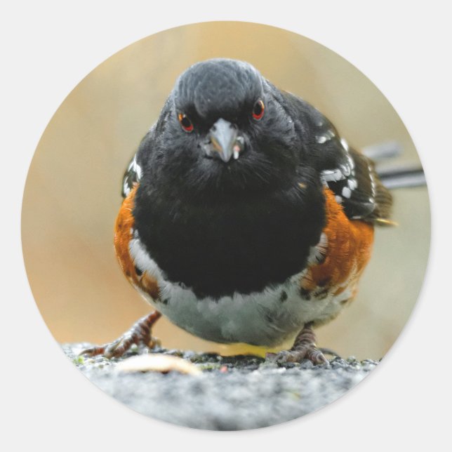 Das Gesicht zum Gesicht mit einem Gepunkteten Zahn Runder Aufkleber (Vorderseite)