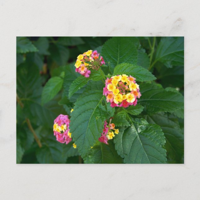 Das Glück von morgen (Blume) Postkarte (Vorderseite)