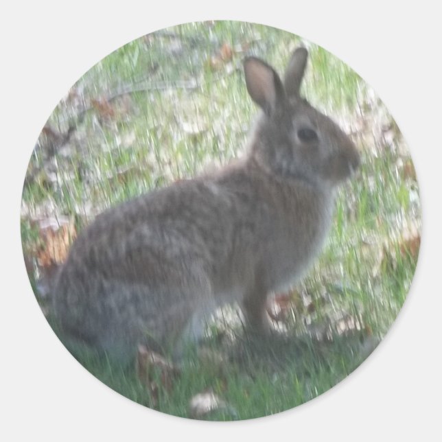 Das glückliche Kaninchen Runder Aufkleber (Vorderseite)