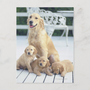 Das Golden Retriever ist relativ modern und Postkarte