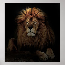 Das goldene, stolze Lion Africa