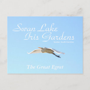 Das große Egret Postkarte