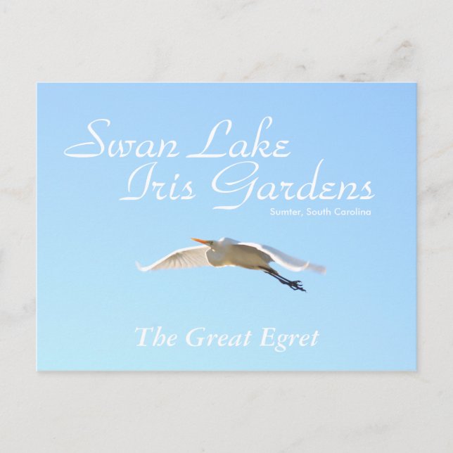 Das große Egret Postkarte (Vorderseite)