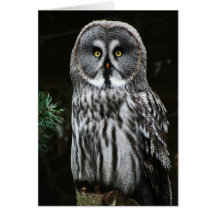 Das große graue Owl Gca