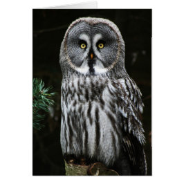 Das große graue Owl Gca