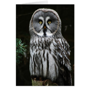 Das große graue Owl Gca