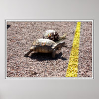 Das große Turtle & Snail Race