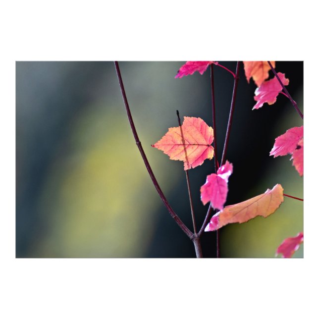 Das harte Holz brechen Fotodruck (Vorne)