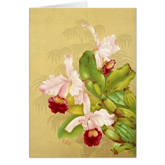 das Haus-Orchidee 1892