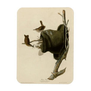 Das Haus Wren von Audubons Vögeln Amerikas Magnet
