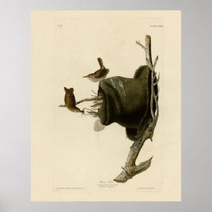 Das Haus Wren von Audubons Vögeln Amerikas Poster