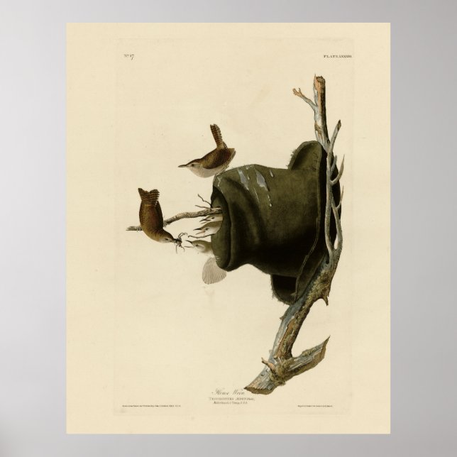 Das Haus Wren von Audubons Vögeln Amerikas Poster (Vorne)