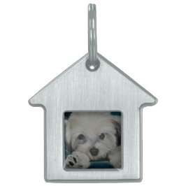 Das Havanese Tiermarke