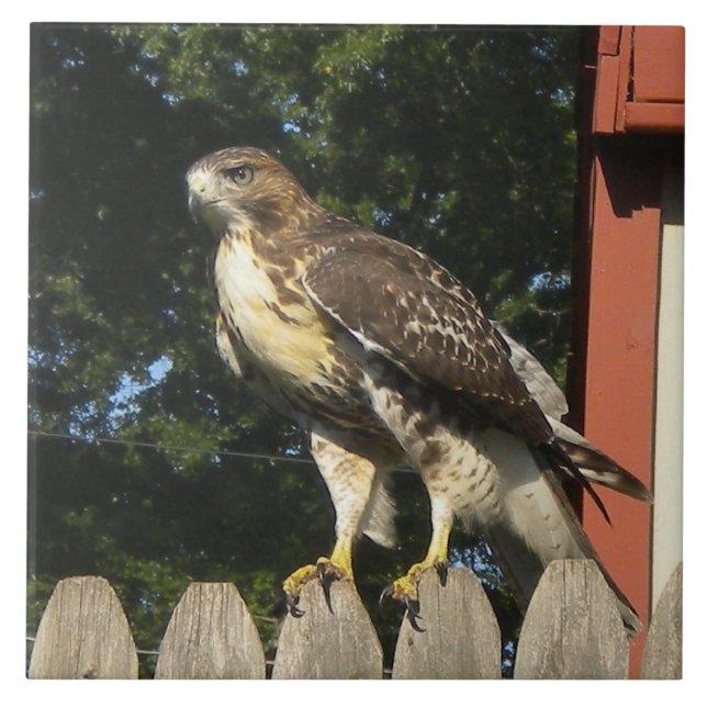 Das Hawk-Tile-Trivet Fliese (Vorderseite)