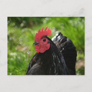 Das Huhn Postkarte